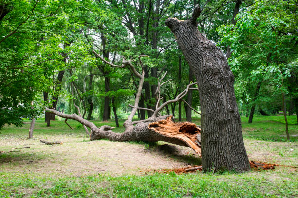 Mulching Services in Villa Rica, GA